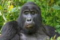 5098 Bwindi Forest Gorilla tracking