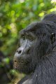 5106 Bwindi Forest Gorilla tracking