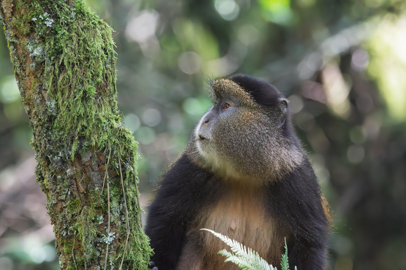 5195 Mgahinga NP Gouden Meerkat.jpg