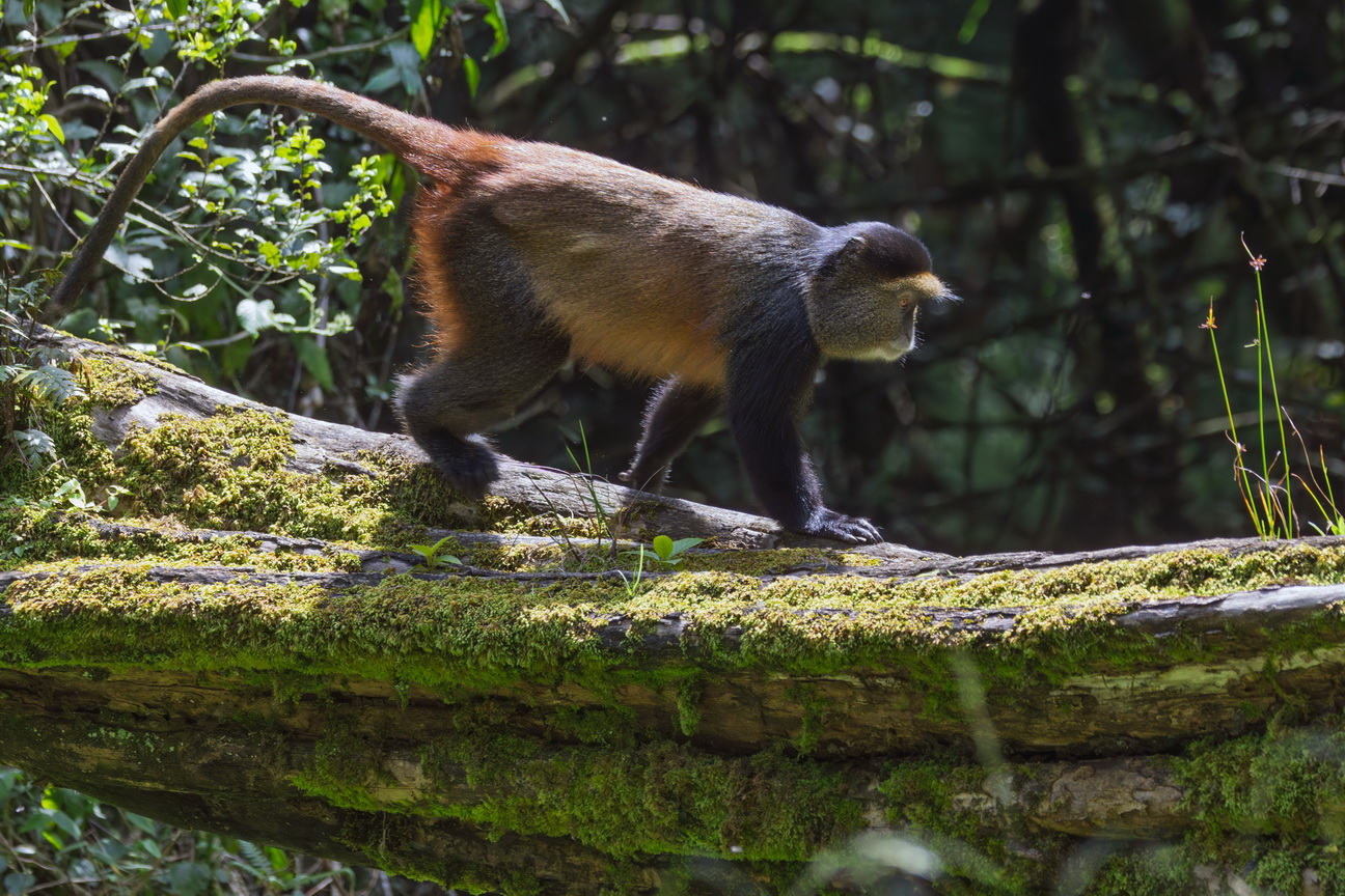5203 Mgahinga NP Gouden Meerkat.jpg