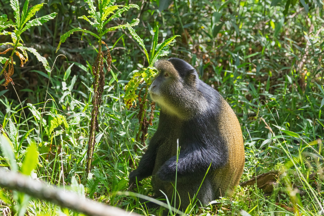 5204 Mgahinga NP Gouden Meerkat.jpg