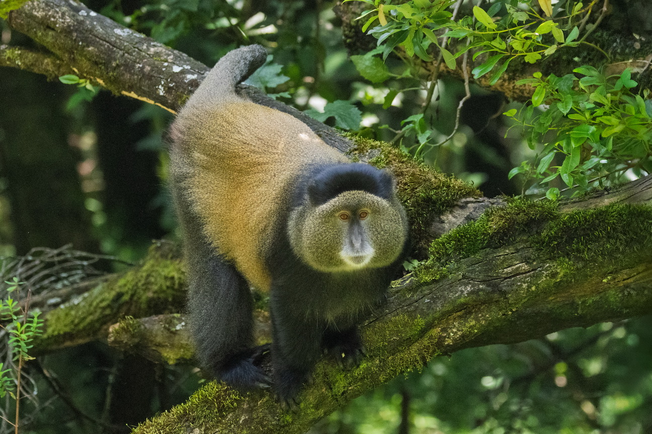 5222 Mgahinga NP Gouden Meerkat.jpg