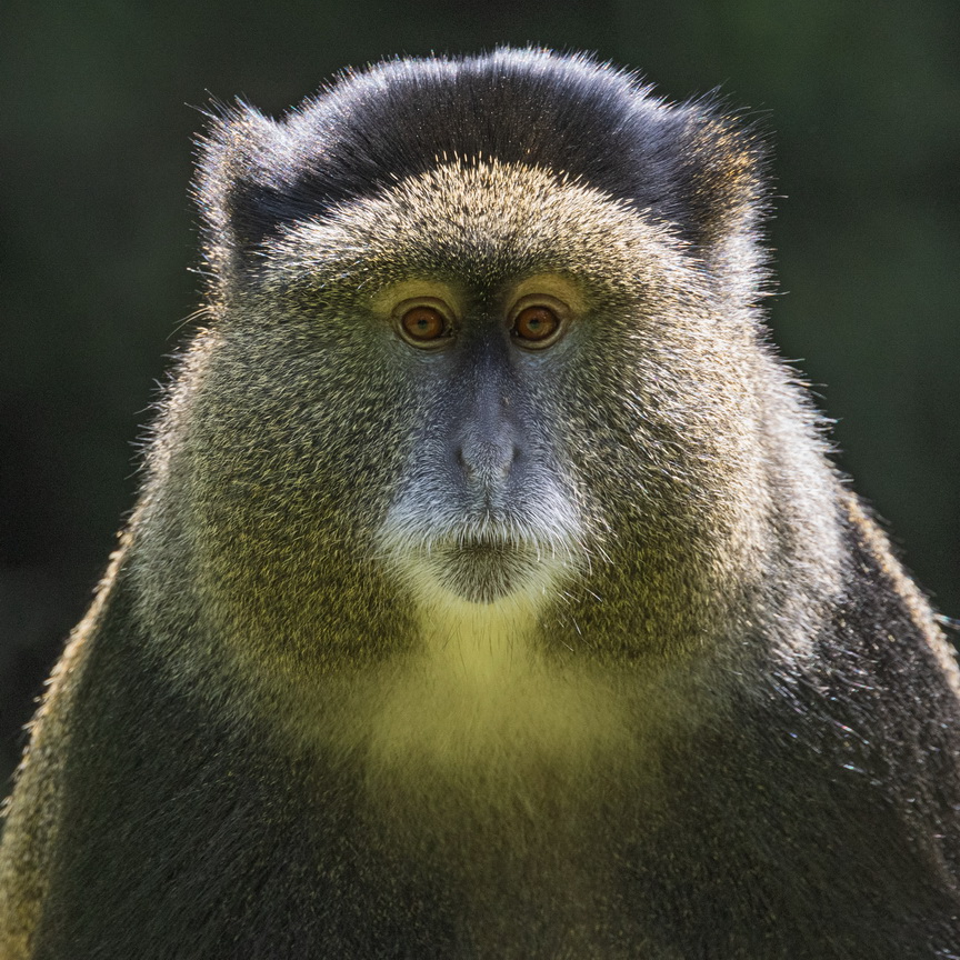 5228 Mgahinga NP Gouden Meerkat.jpg