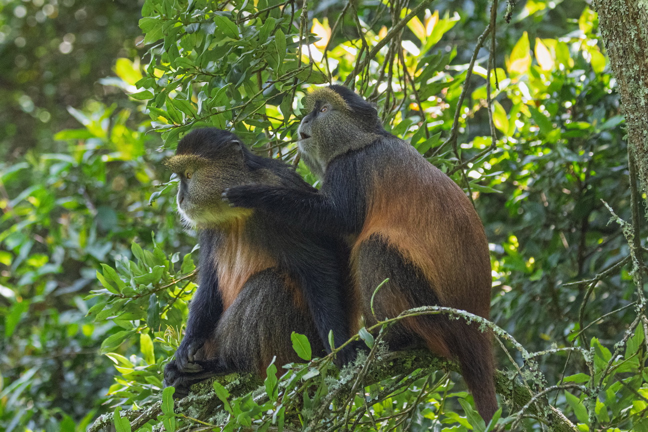 5236 Mgahinga NP Gouden Meerkat.jpg