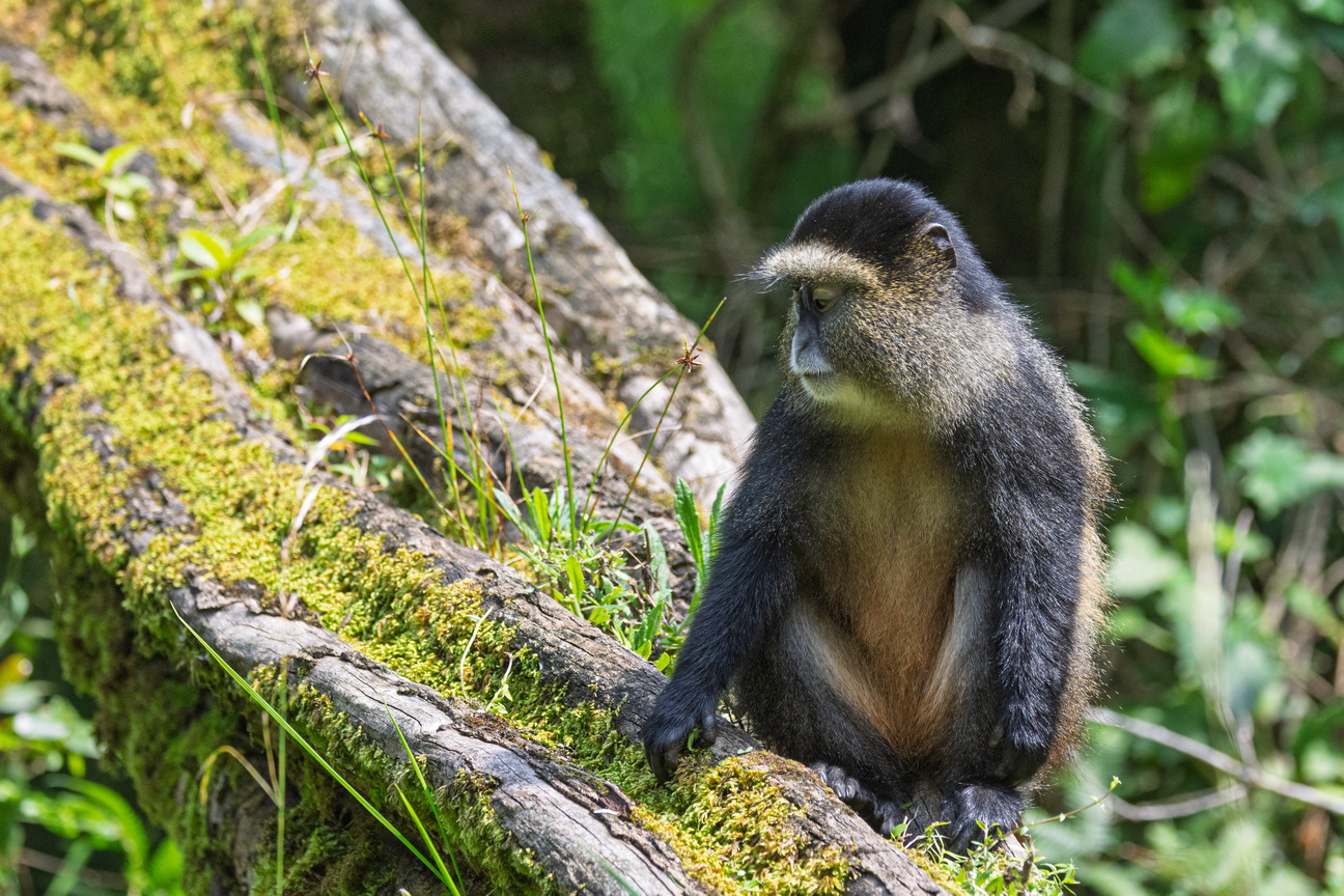 5240 Mgahinga NP Gouden Meerkat.jpg