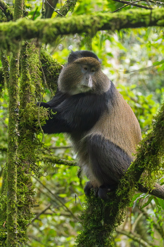 5262 Mgahinga NP Gouden Meerkat.jpg