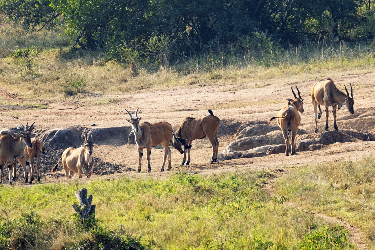 5304 Lake Mburu Elanden.jpg