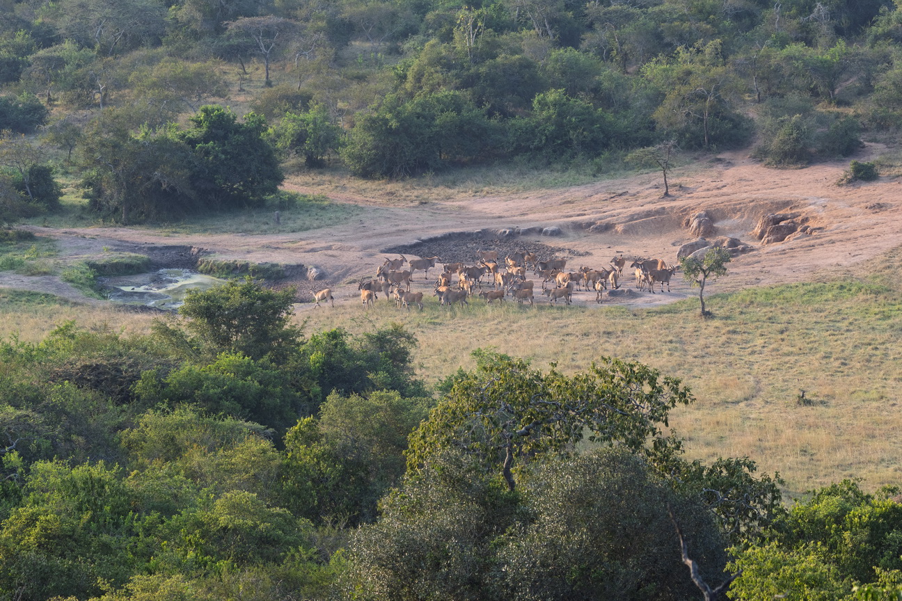 5309 Lake Mburu Elanden.jpg