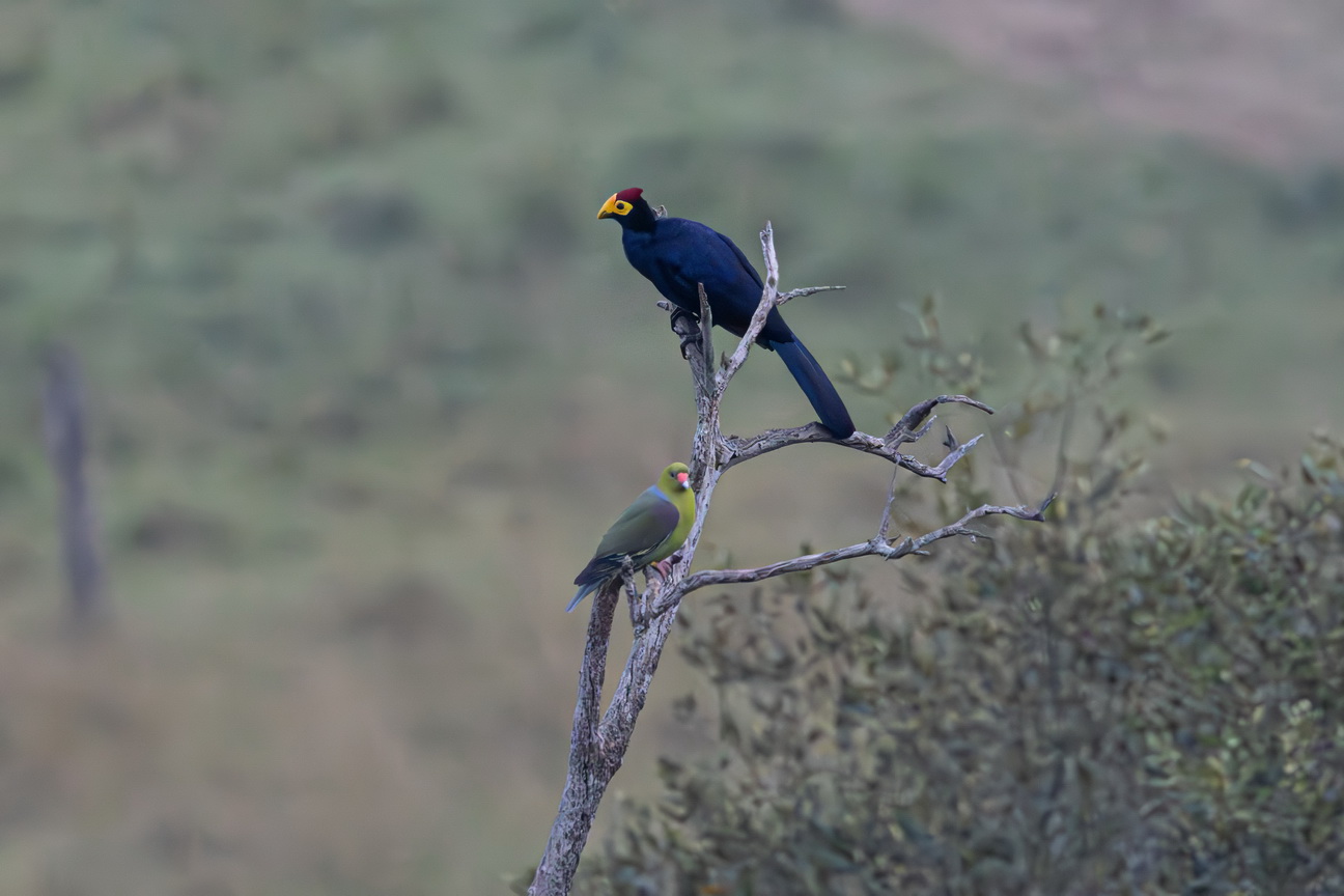 5315 Lake Mburu Ross Turaco en Madagascarpapegaaiduif.jpg