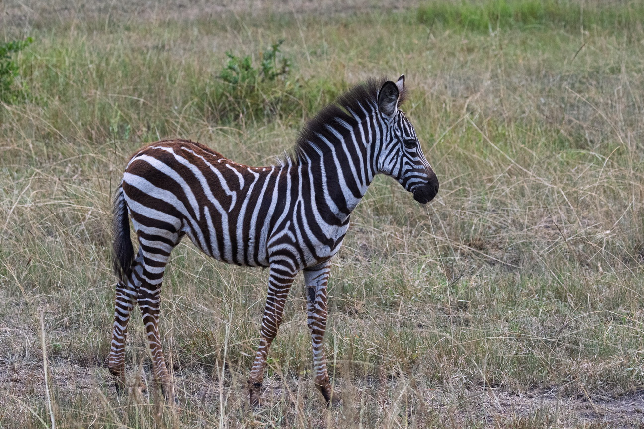 5318 Lake Mburu Zebra.jpg