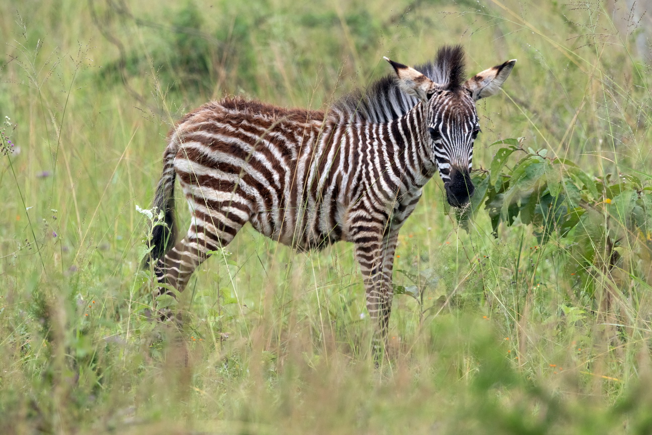 5368 Lake Mburu Zebra.jpg