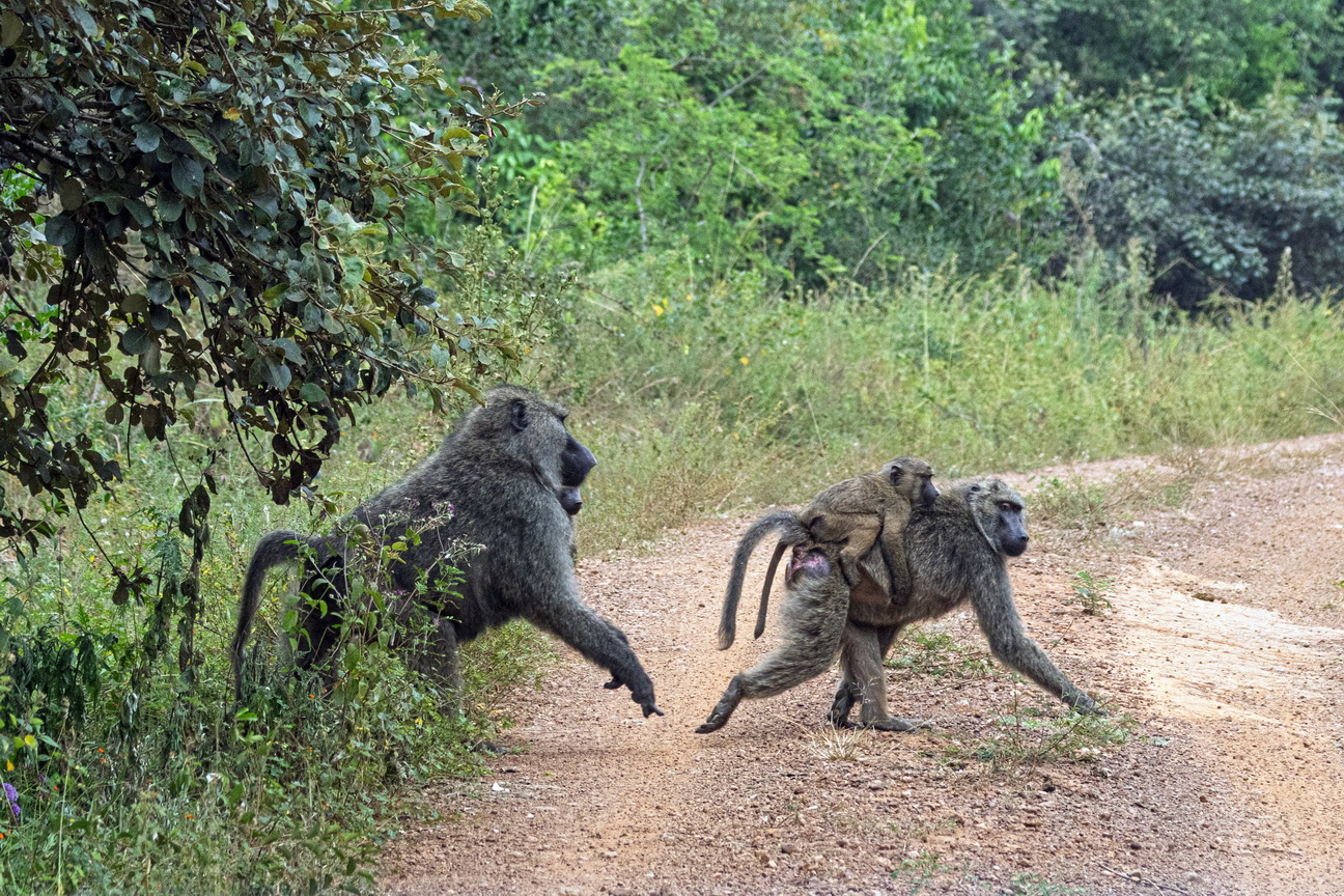 5403 Lake Mburu Baviaan.jpg