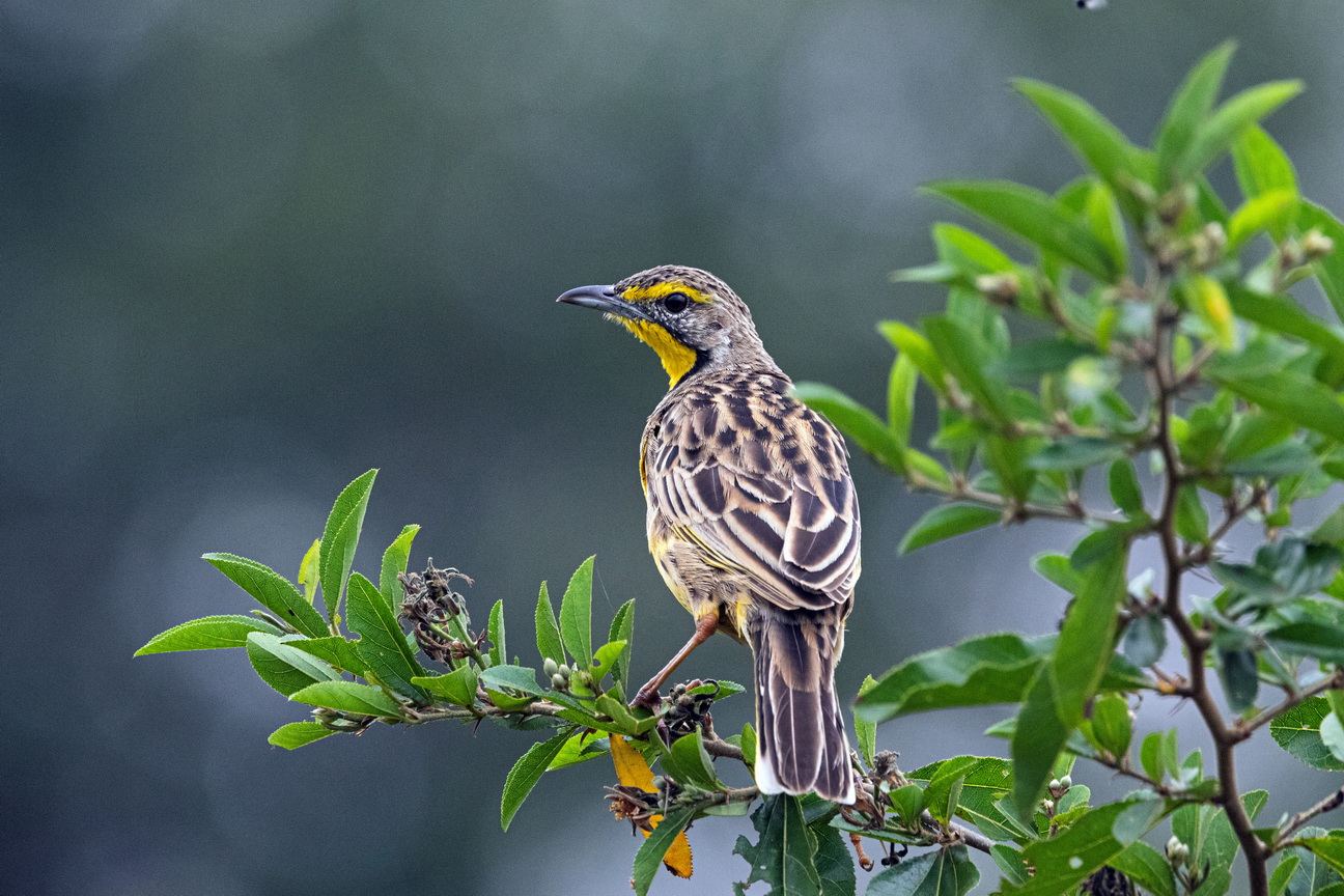 5406 Lake Mburu Geelkeellangklauw.jpg