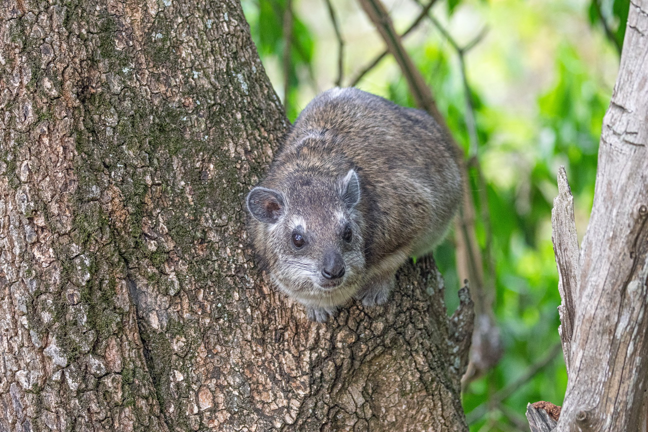 5446 Lake Mburu Klipdas.jpg