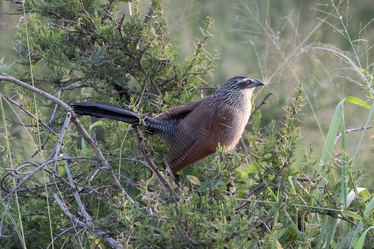 5472 Lake Mburu Wenkbrauwspoorkoekoek.jpg