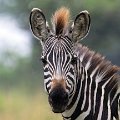 5374 Lake Mburu Zebra