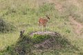 5438 Lake Mburu Bushbuck