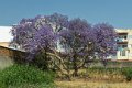 7714 Lubango Jacarandaboom