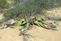7834 Mossamedes Welwitcha