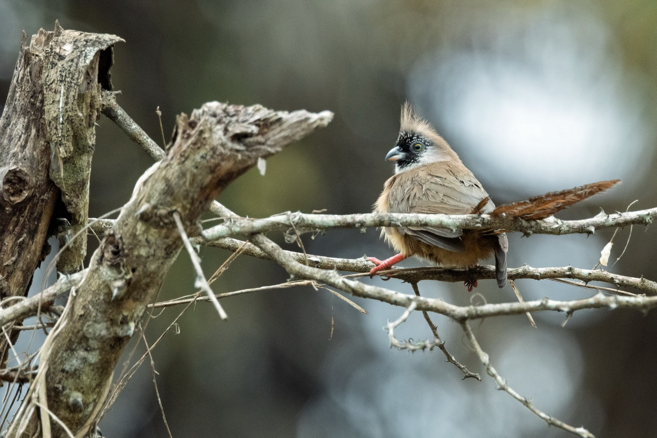 8008 Kissama NP Bruine Muisvogel.jpg