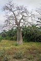 7913 Onderweg Baobab