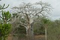 8019 Kissama NP Baobab