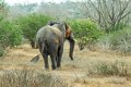 8032 Kissama NP Olifant