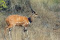 8053 Kissama NP Bushbuck