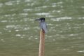 8109 Kissama NP ReuzenIJsvogel