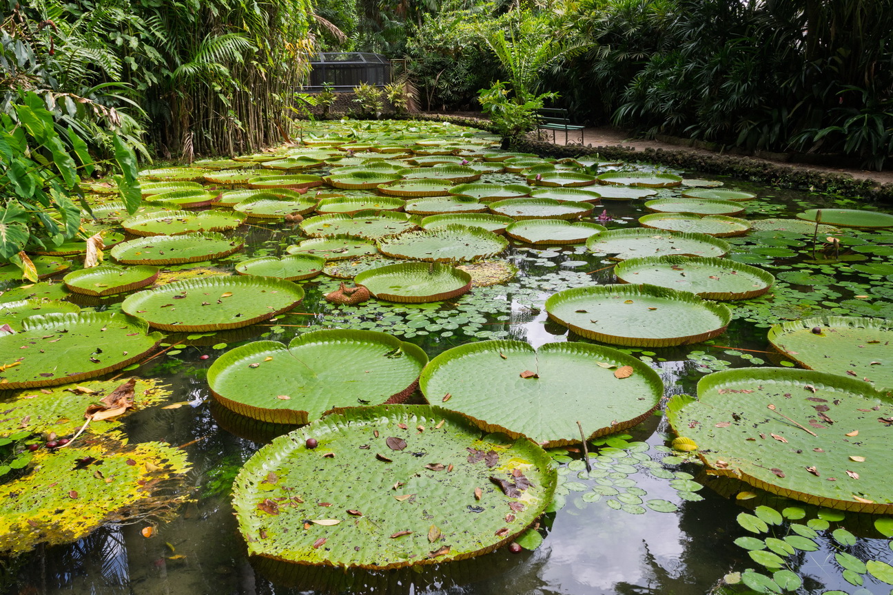 6032 Belem Goeldi Museum.jpg