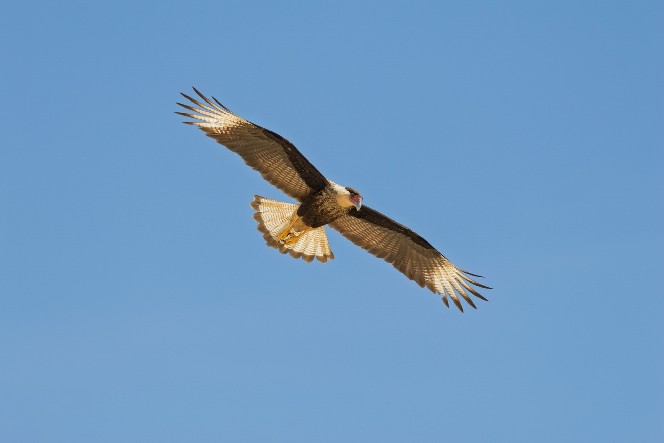 6145 Marajo eiland Caracara.jpg