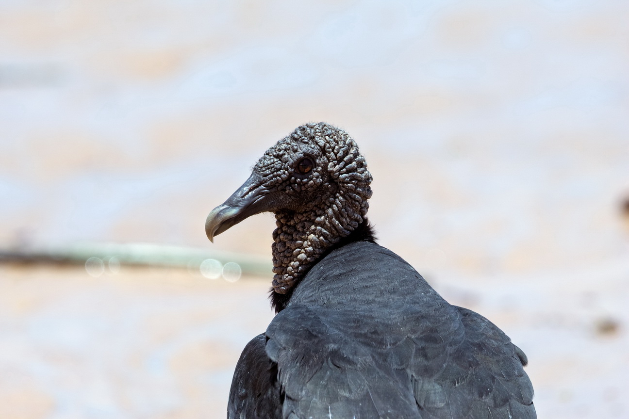 6147 Marajo eiland Zwarte Gier.jpg