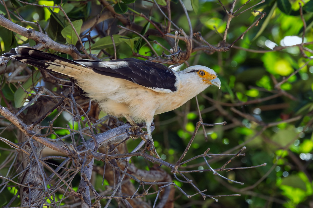 6152 Marajo eiland Geelkopcaracara.jpg