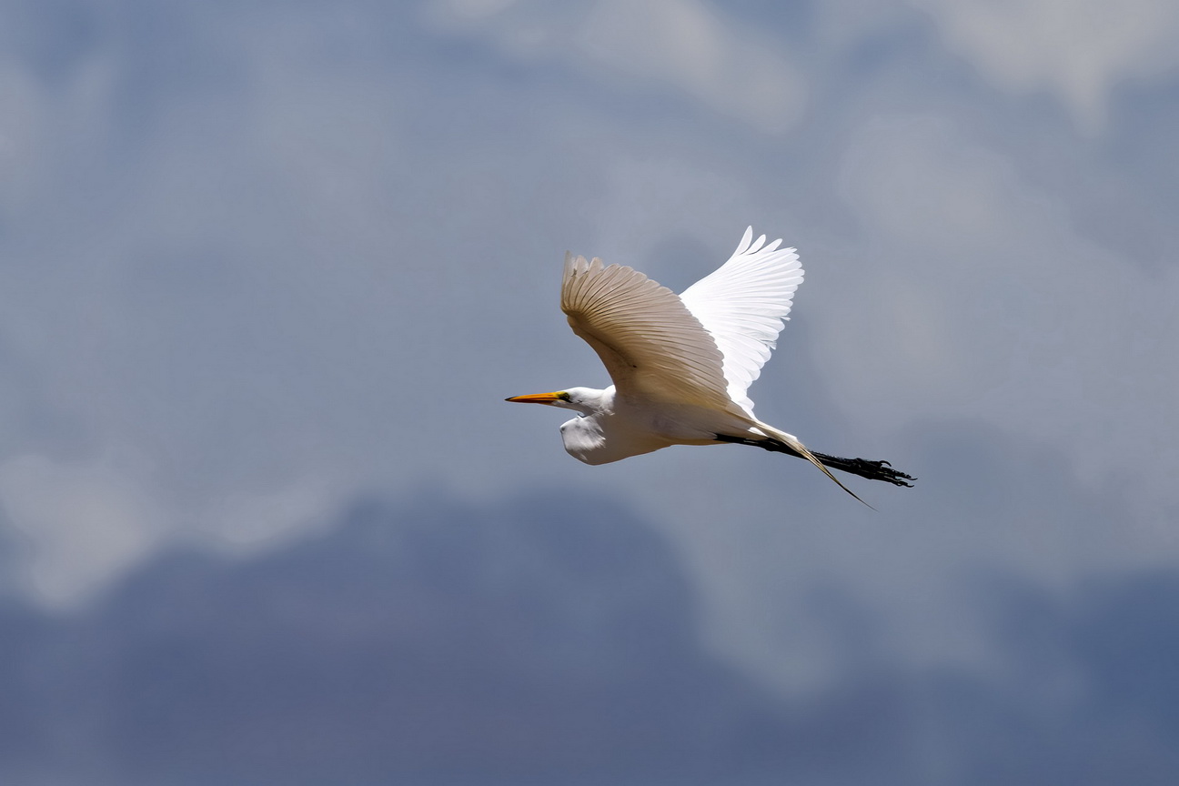 6160 Marajo eiland Grote Zilverreiger.jpg