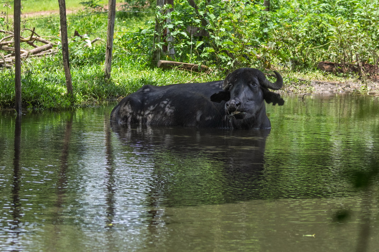 6245 Marajo eiland Waterbuffel.jpg