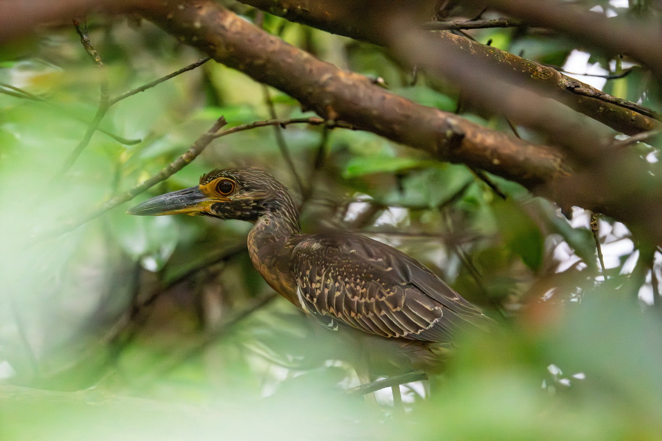 6314 Marajo eiland Black crowned Nightheron.jpg