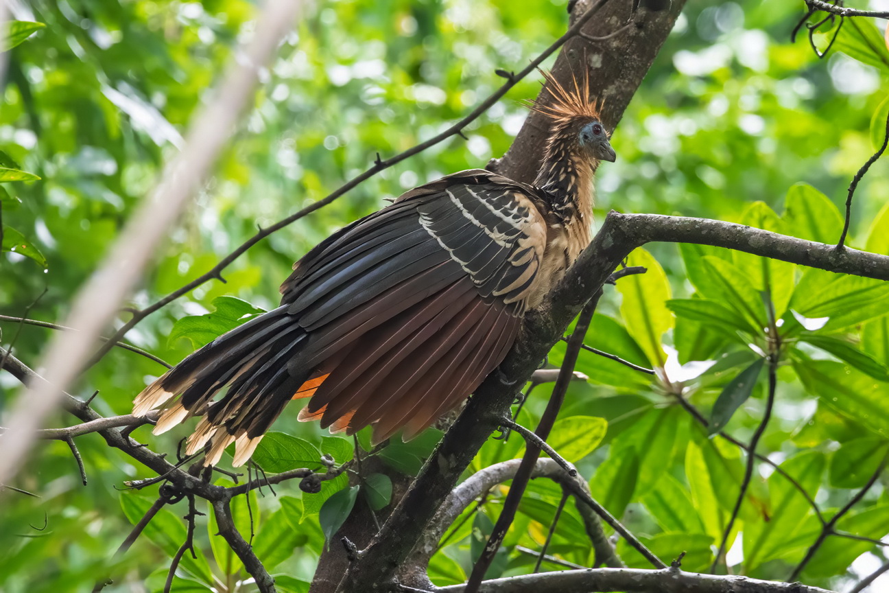 6347 Marajo eiland Hoatzin.jpg