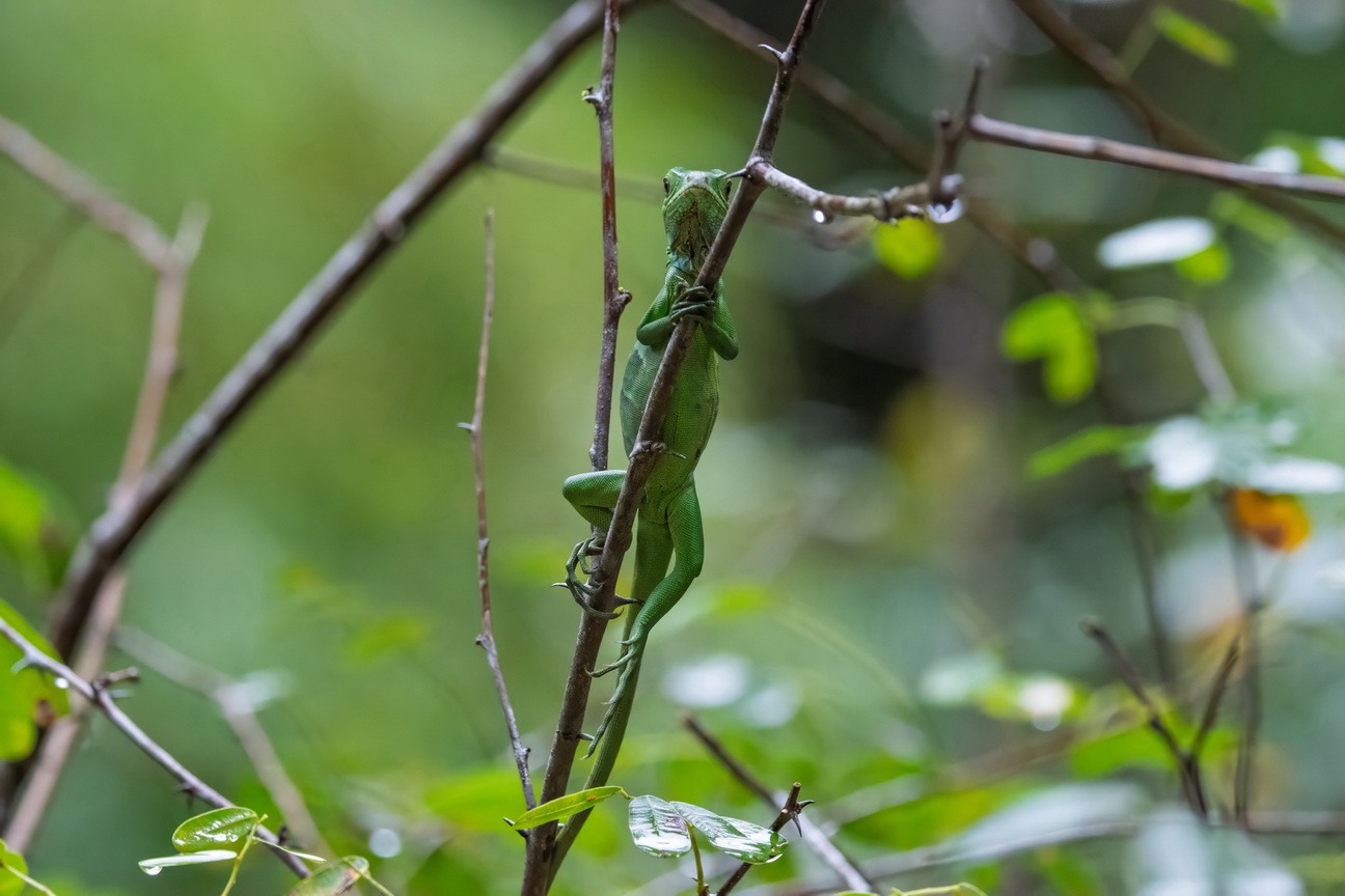 6370 Marajo eiland Groene Leguaan.jpg
