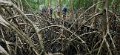 112549 Marajo eiland Mangrove