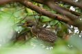 6314 Marajo eiland Black crowned Nightheron