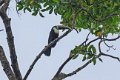 6352 Marajo eiland Roodsnaveltoekan