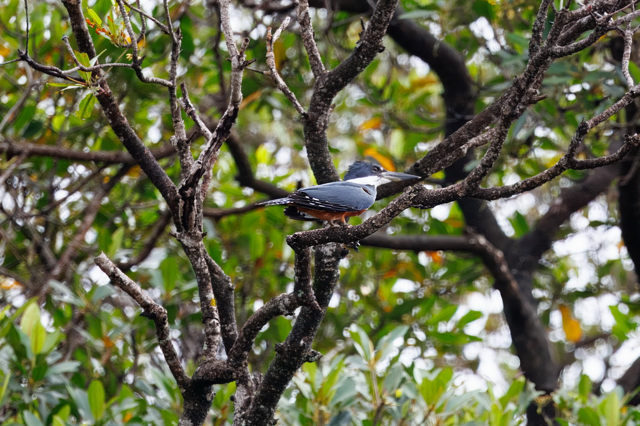 6601 Barreirinhas Reuzenijsvogel.jpg