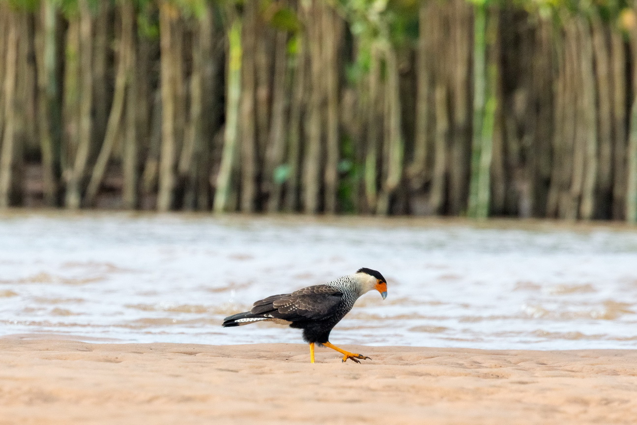 6644 Parnaiba Caracara.jpg