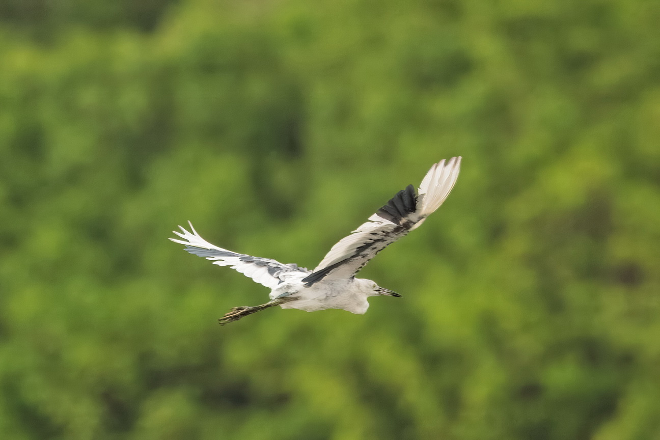6698 Parnaiba Jonge Blauwe Reiger.jpg
