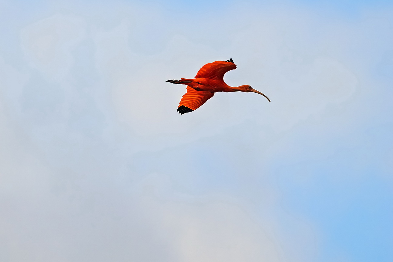 6710 Parnaiba Rode Ibis.jpg