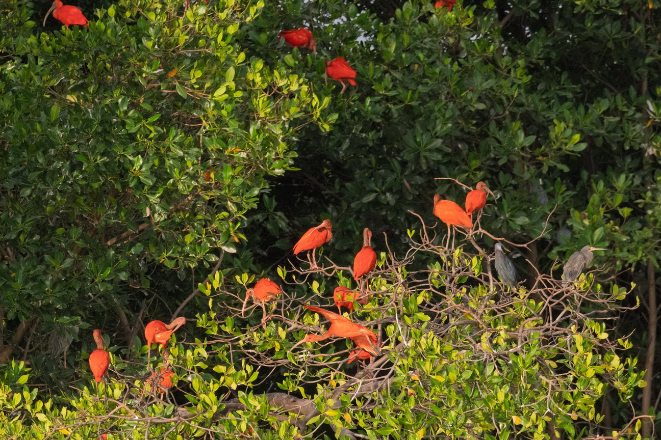 6723 Parnaiba Rode Ibis.jpg