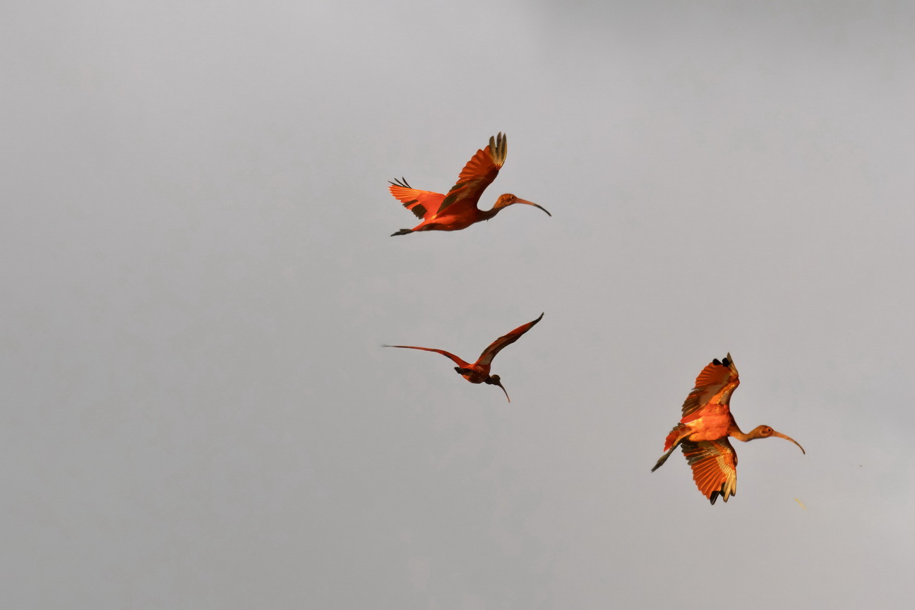 6757 Parnaiba Rode Ibis.jpg