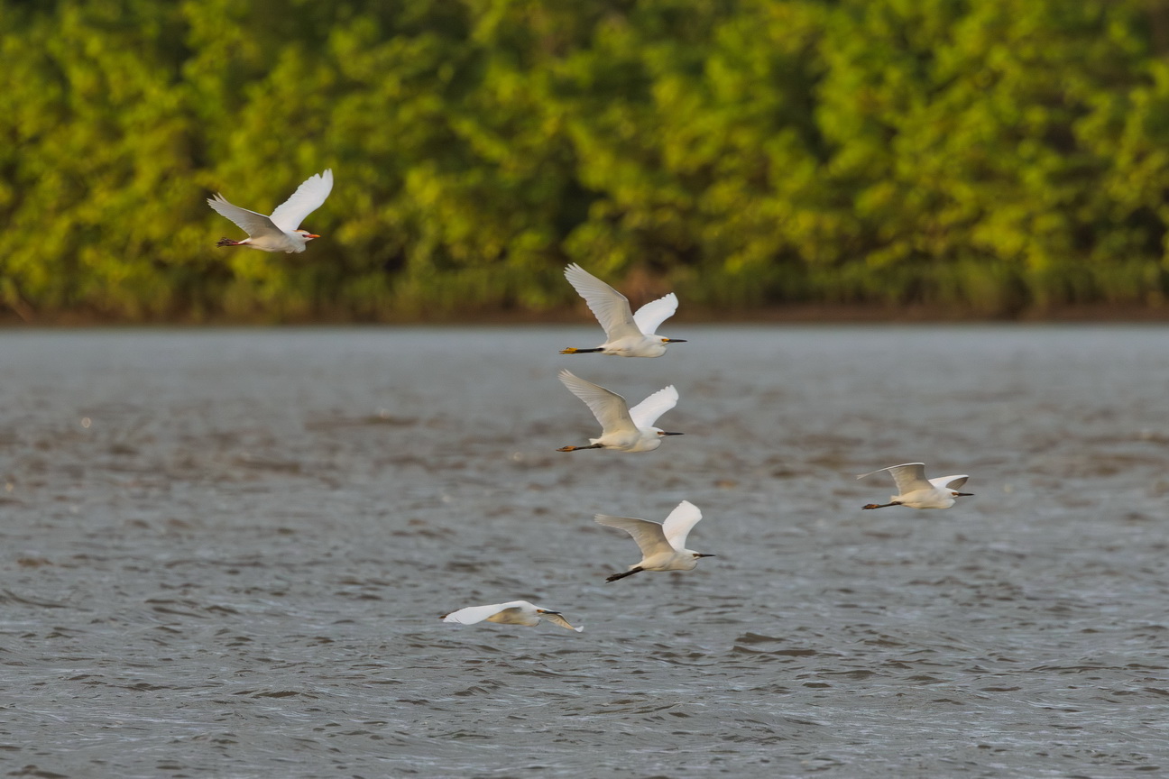 6768 Parnaiba Klene Zilverreiger.jpg