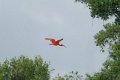6693 Parnaiba Rode Ibis