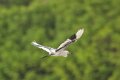 6698 Parnaiba Jonge Blauwe Reiger